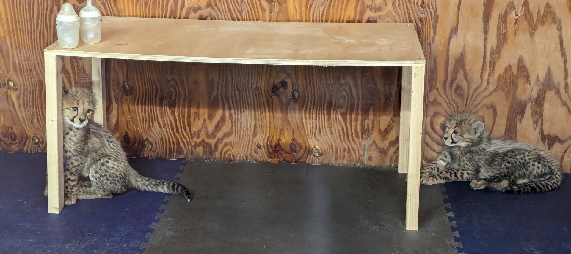 Cheetah Cubs Post Feeding