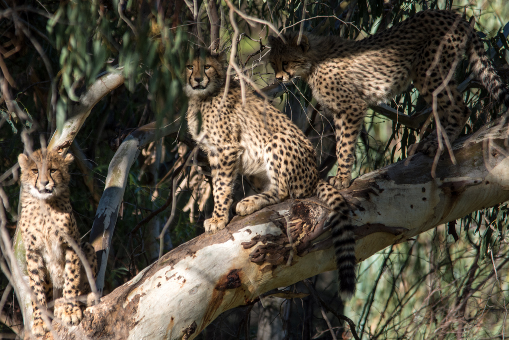 Cheetah cubs - Taronga Western Plains Zoo visit April 2014