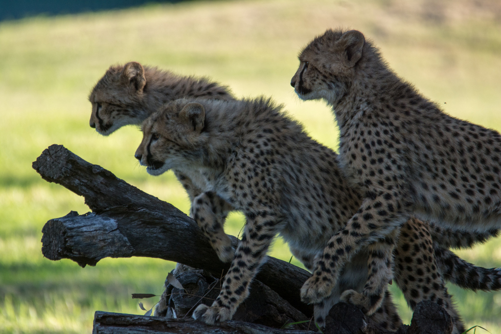 Cheetah cubs - Taronga Western Plains Zoo visit April 2014