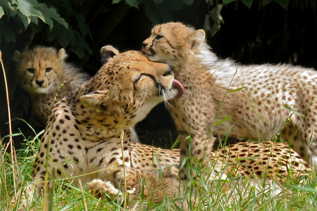 Cheetah cubs