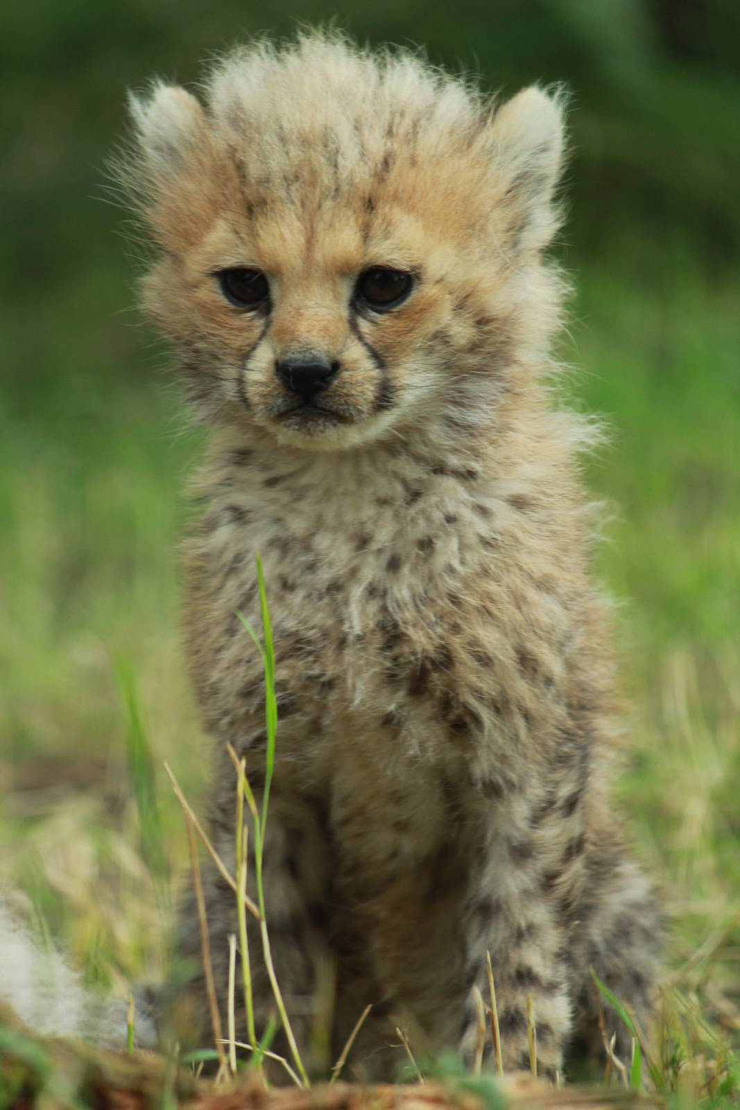 Cheetah cubs