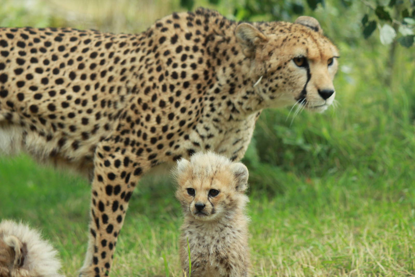 Cheetah cubs
