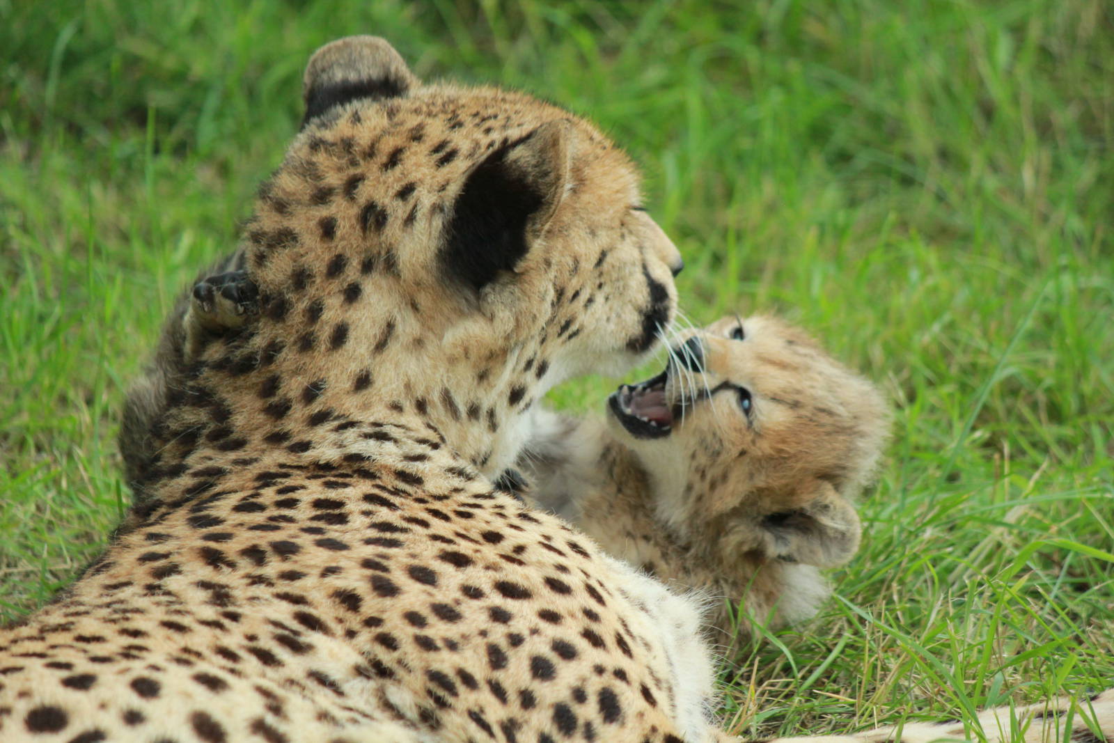 Cheetah cubs