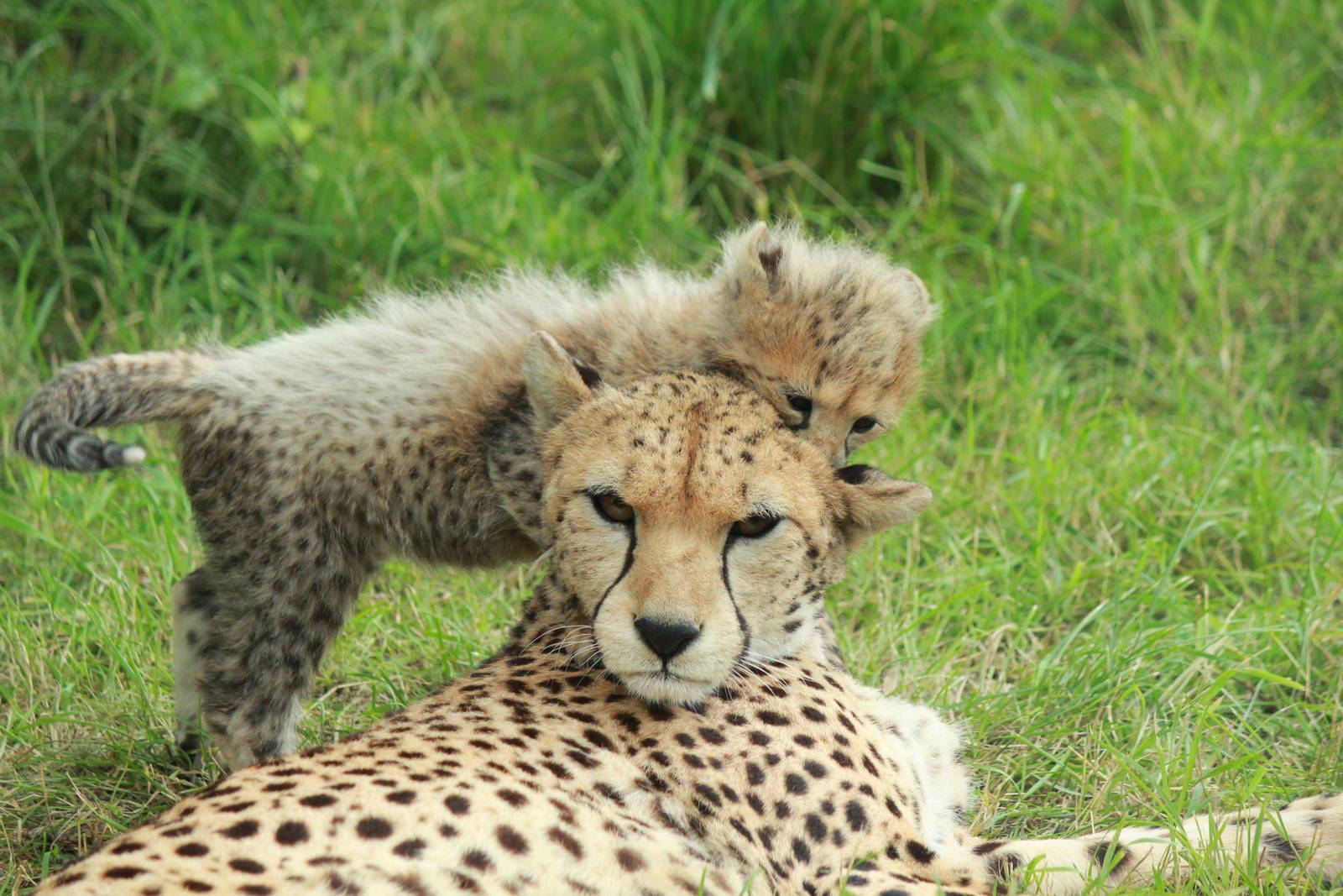 Cheetah cubs