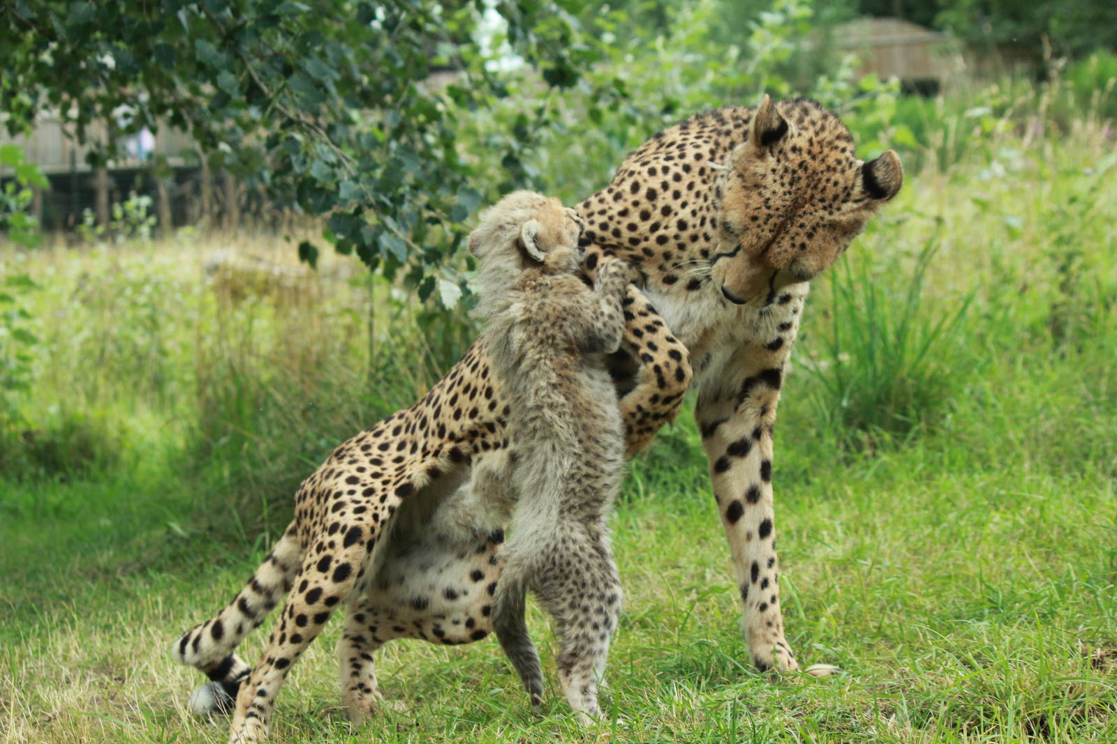 Cheetah cubs