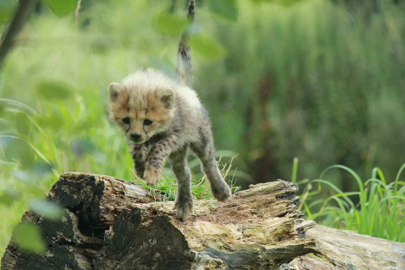 Cheetah cubs