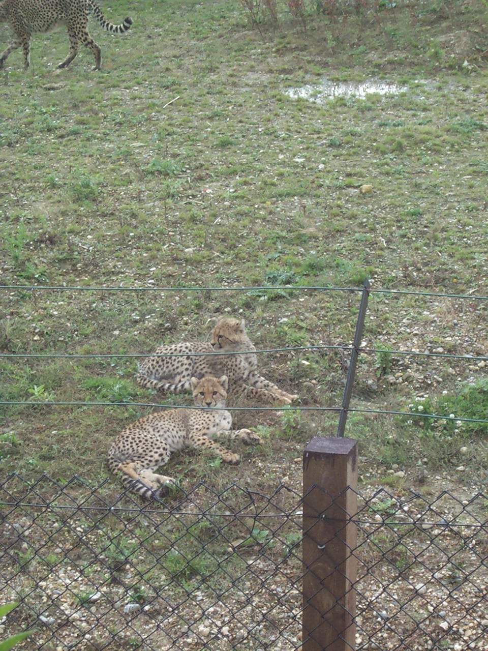 Cheetah cubs
