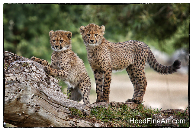 cheetah cubs