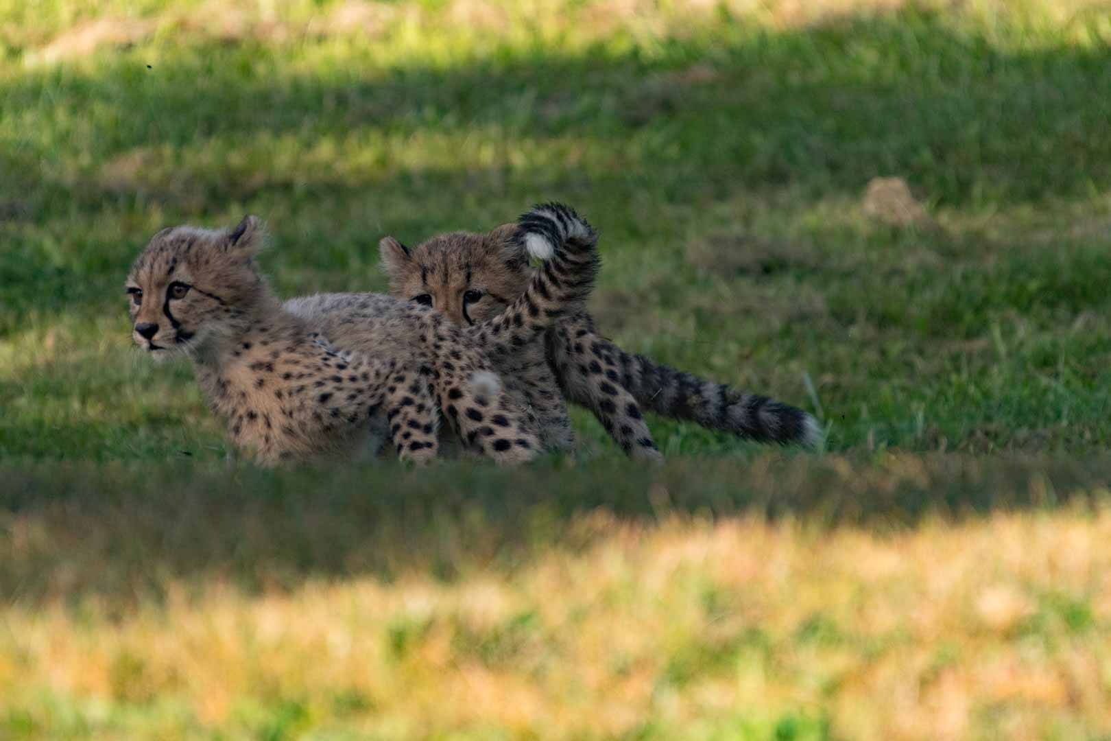 Cheetah Cubs