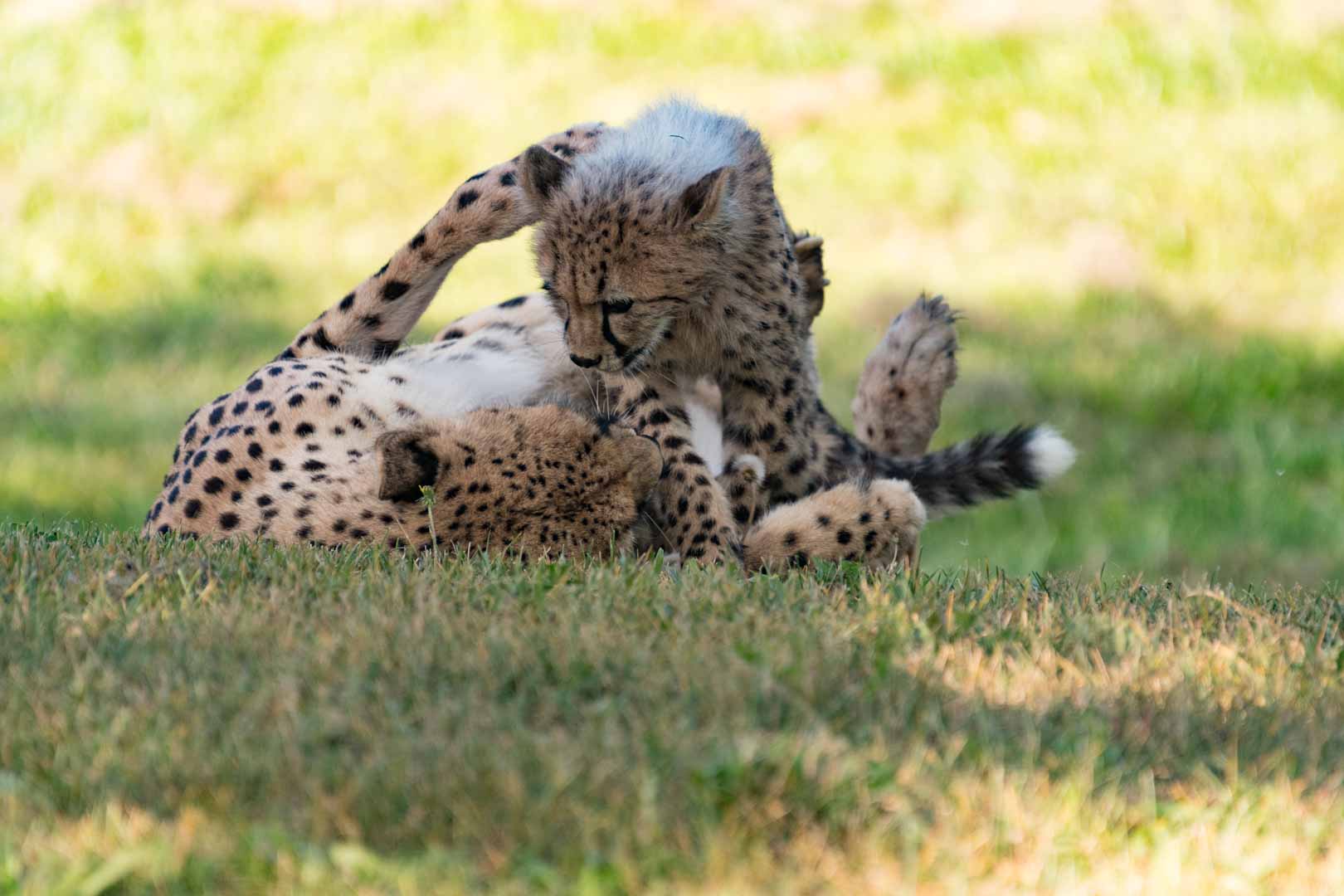 Cheetah Cubs