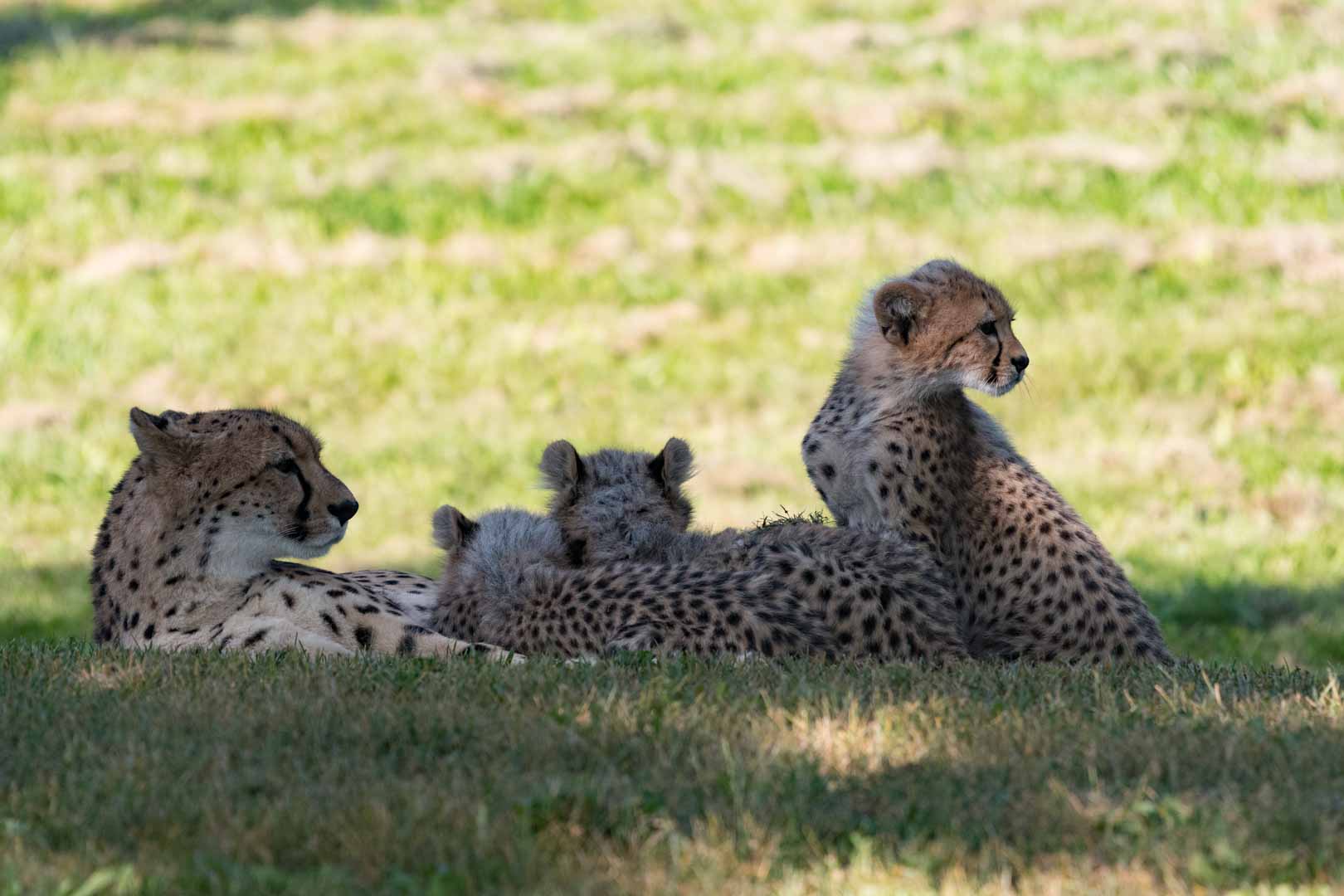 Cheetah Cubs