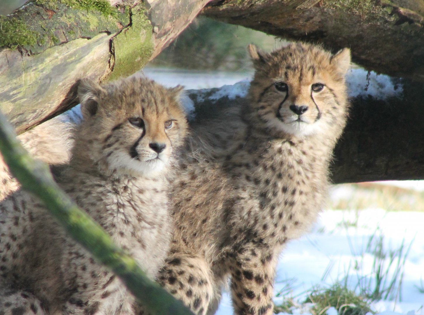 Cheetah-cubs