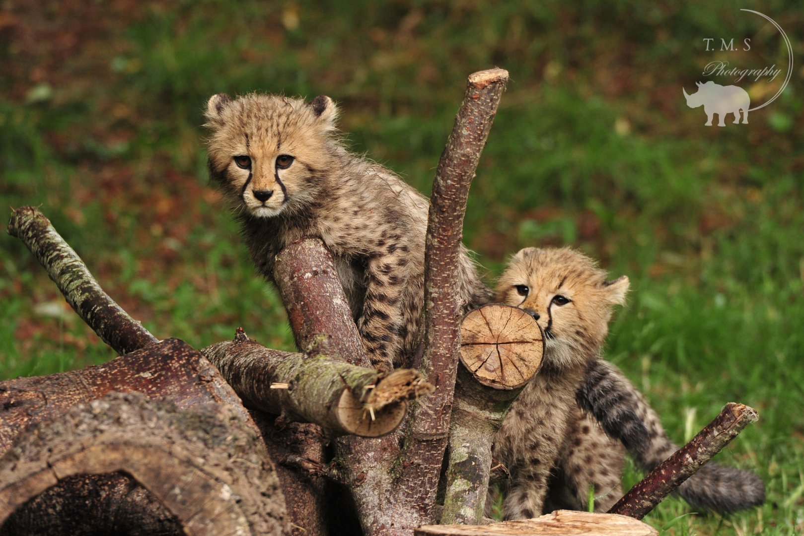 Cheetah Cubs