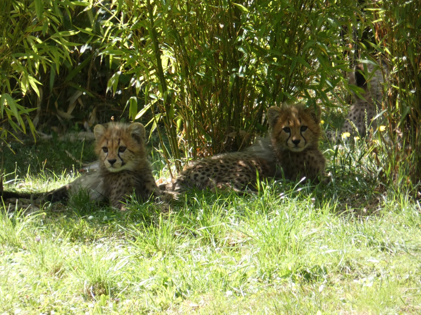 Cheetah cubs