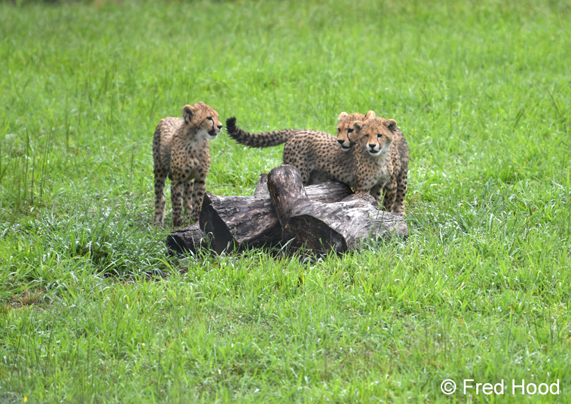 cheetah cubs