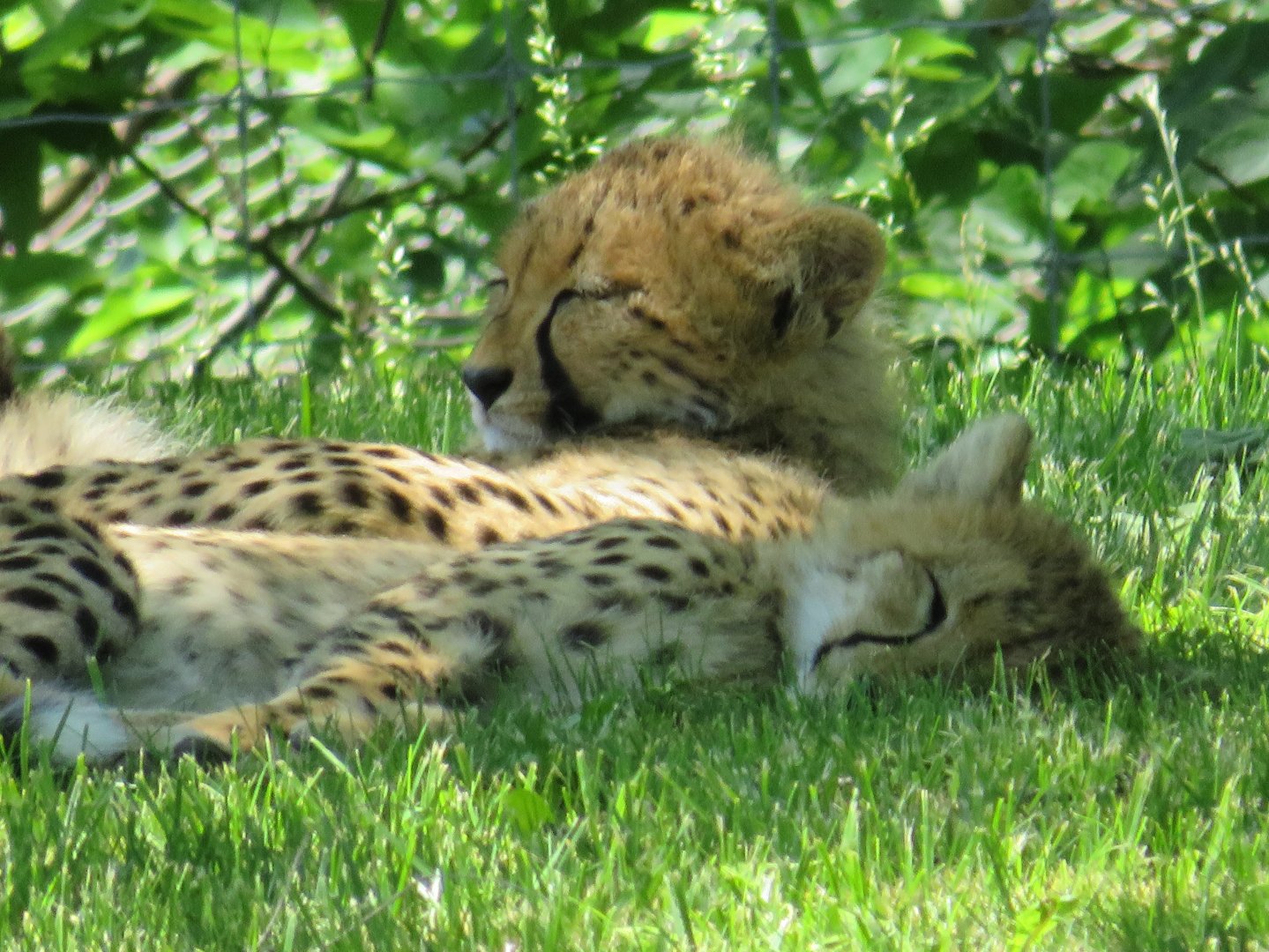 Cheetah cubs
