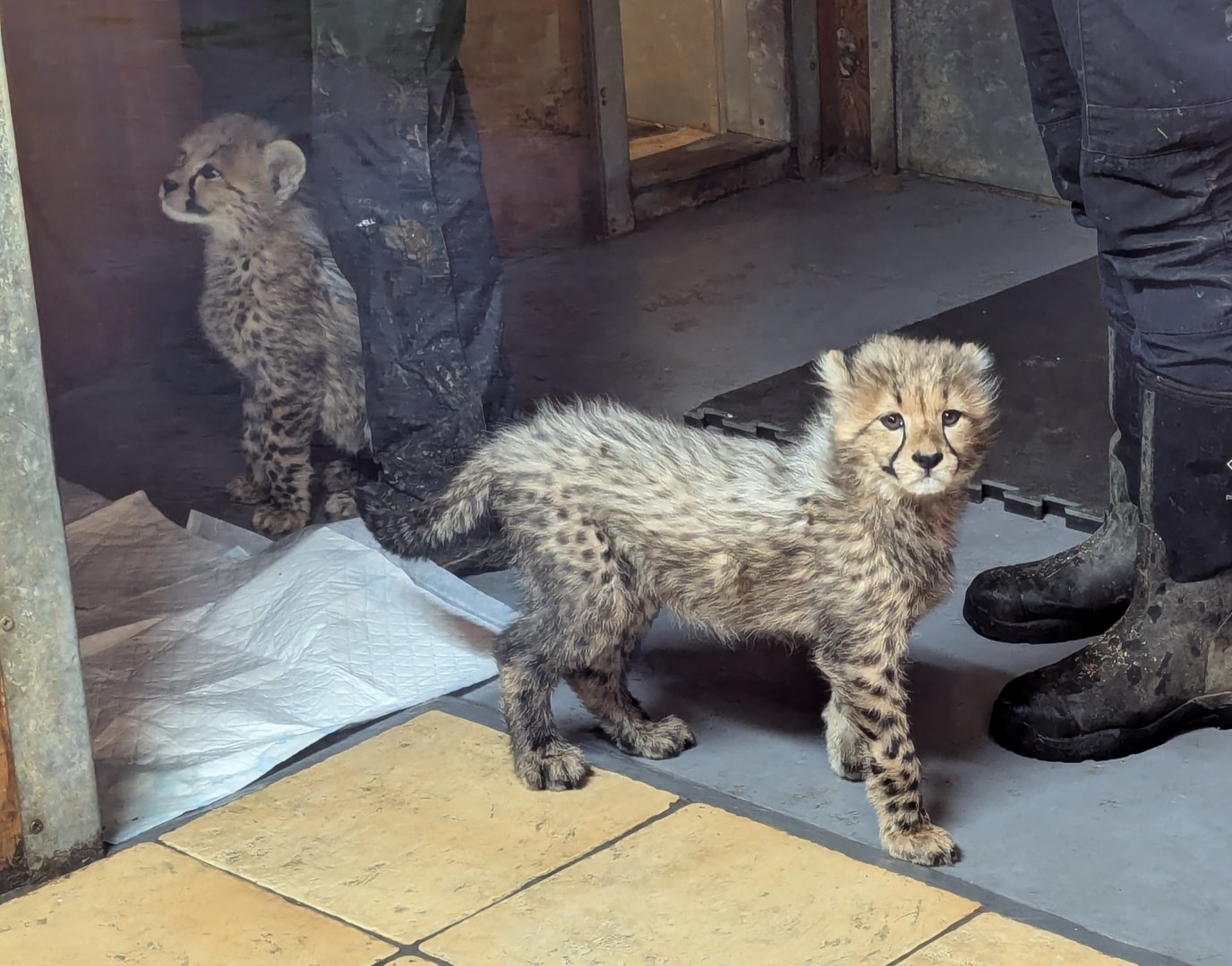 Cheetah Cubs
