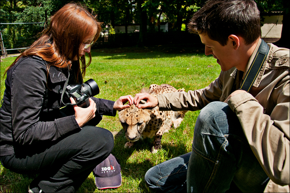 Cheetah cuddling at Ströhen