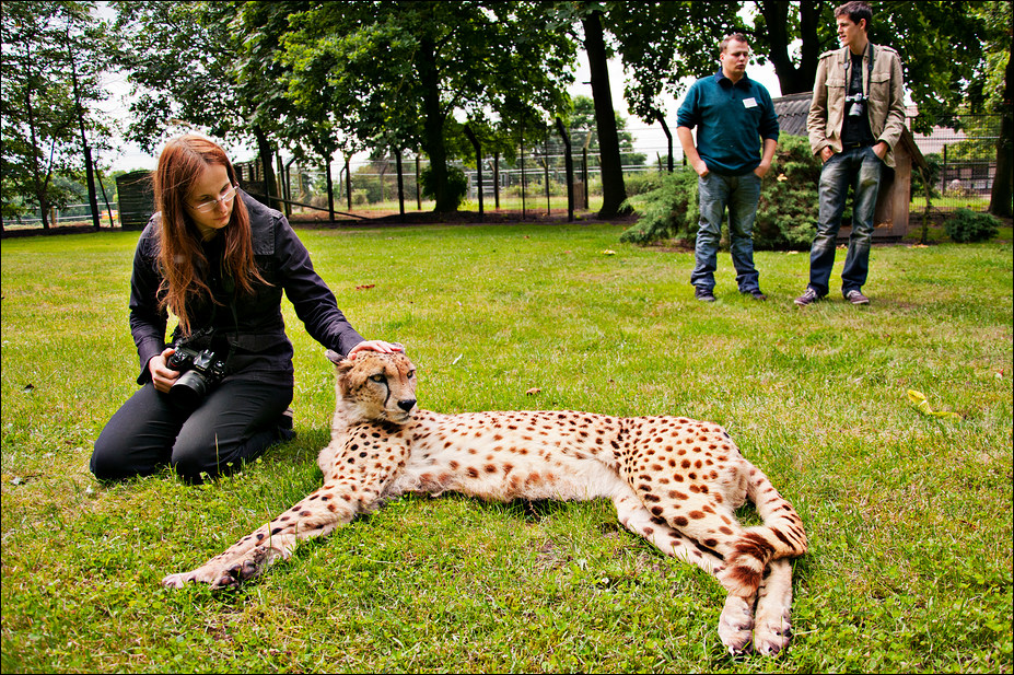 Cheetah cuddling at Ströhen