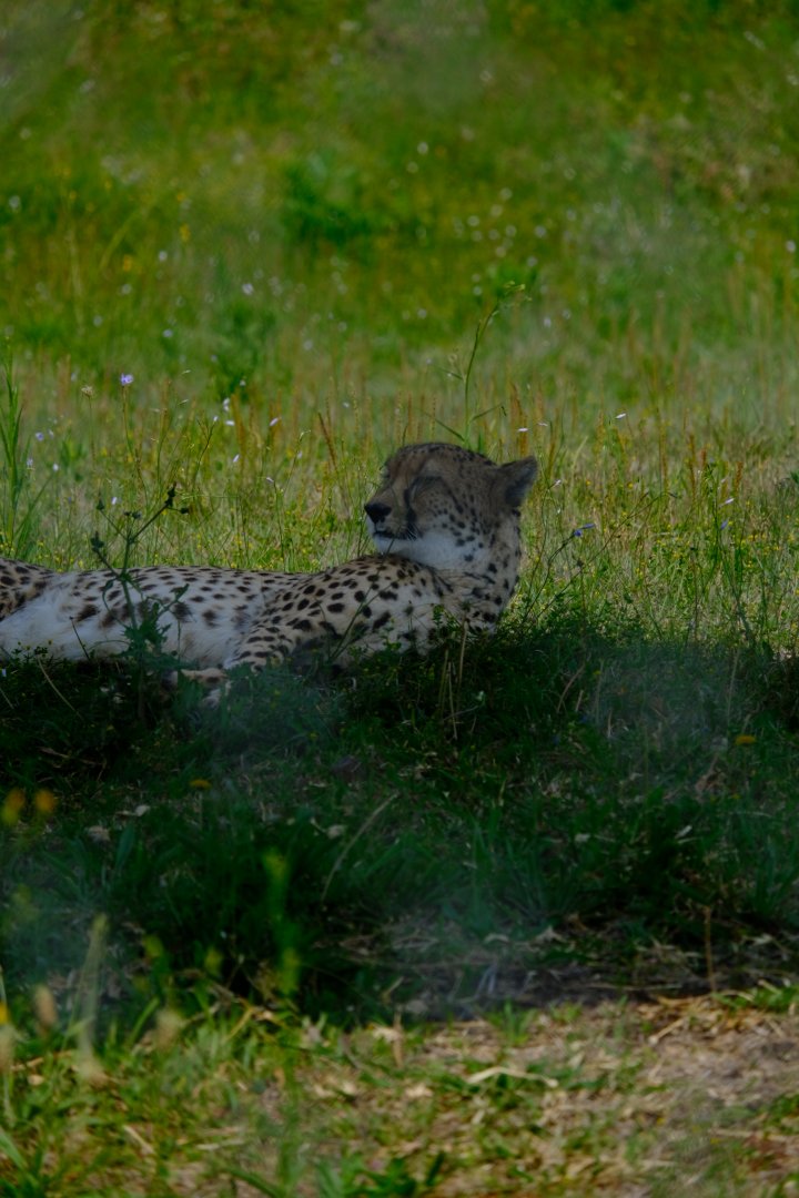 Cheetah - Darling Downs Zoo