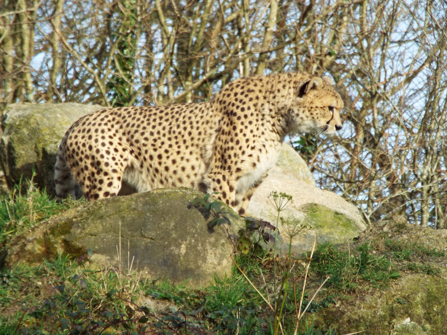 Cheetah - Dartmoor Zoo