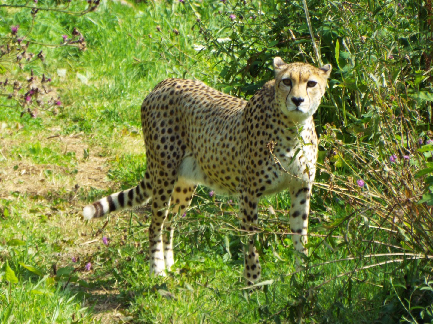 Cheetah - Dartmoor Zoo