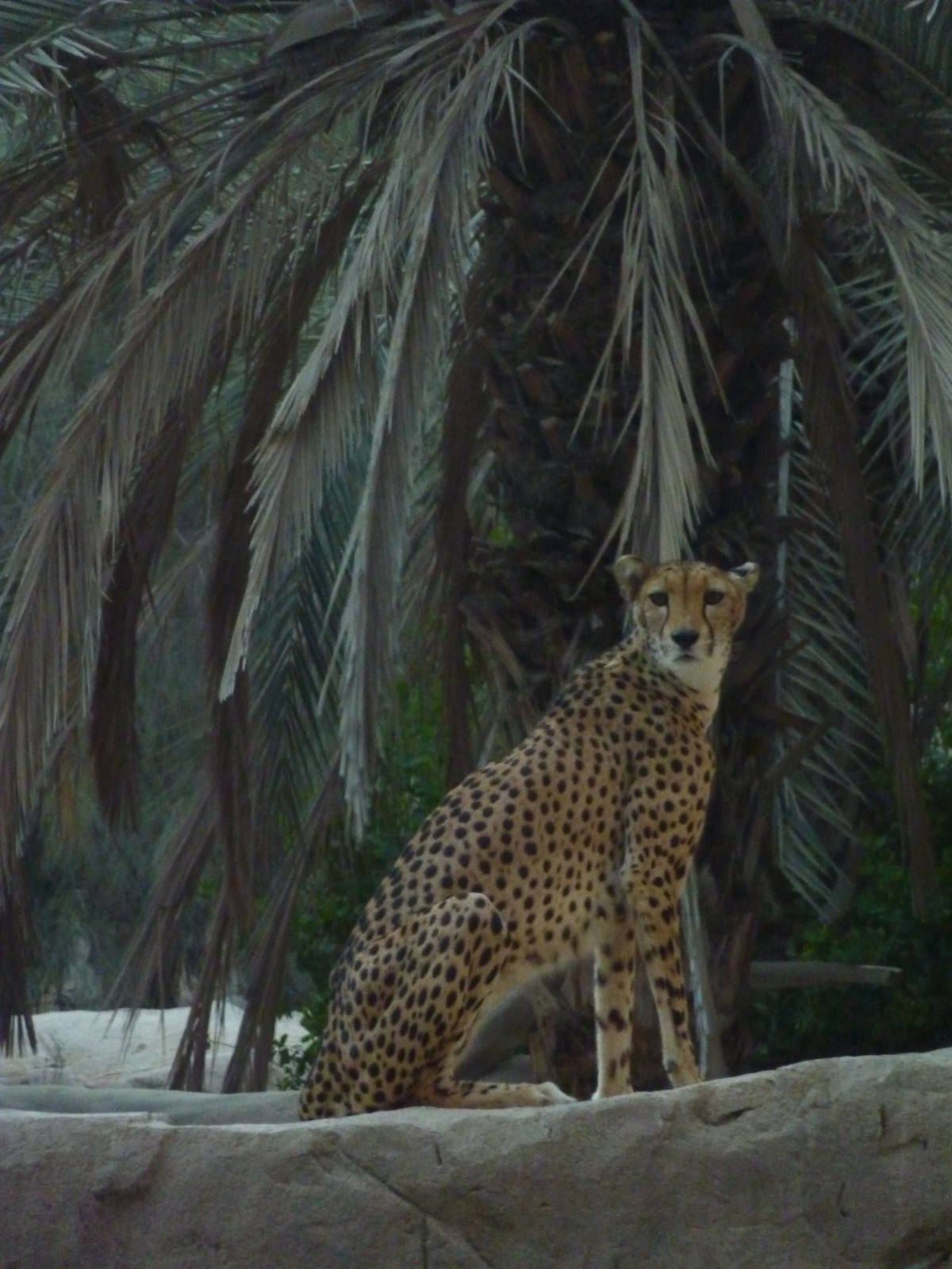 Cheetah, December 2011.