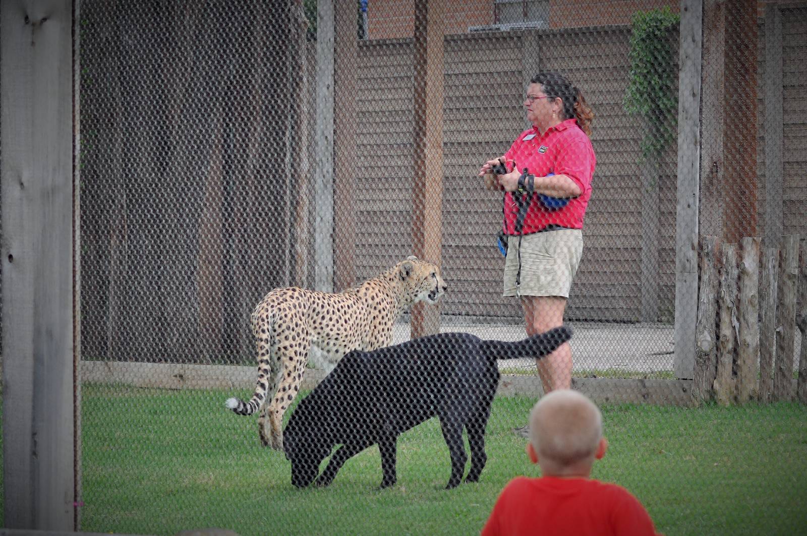Cheetah Demonstration