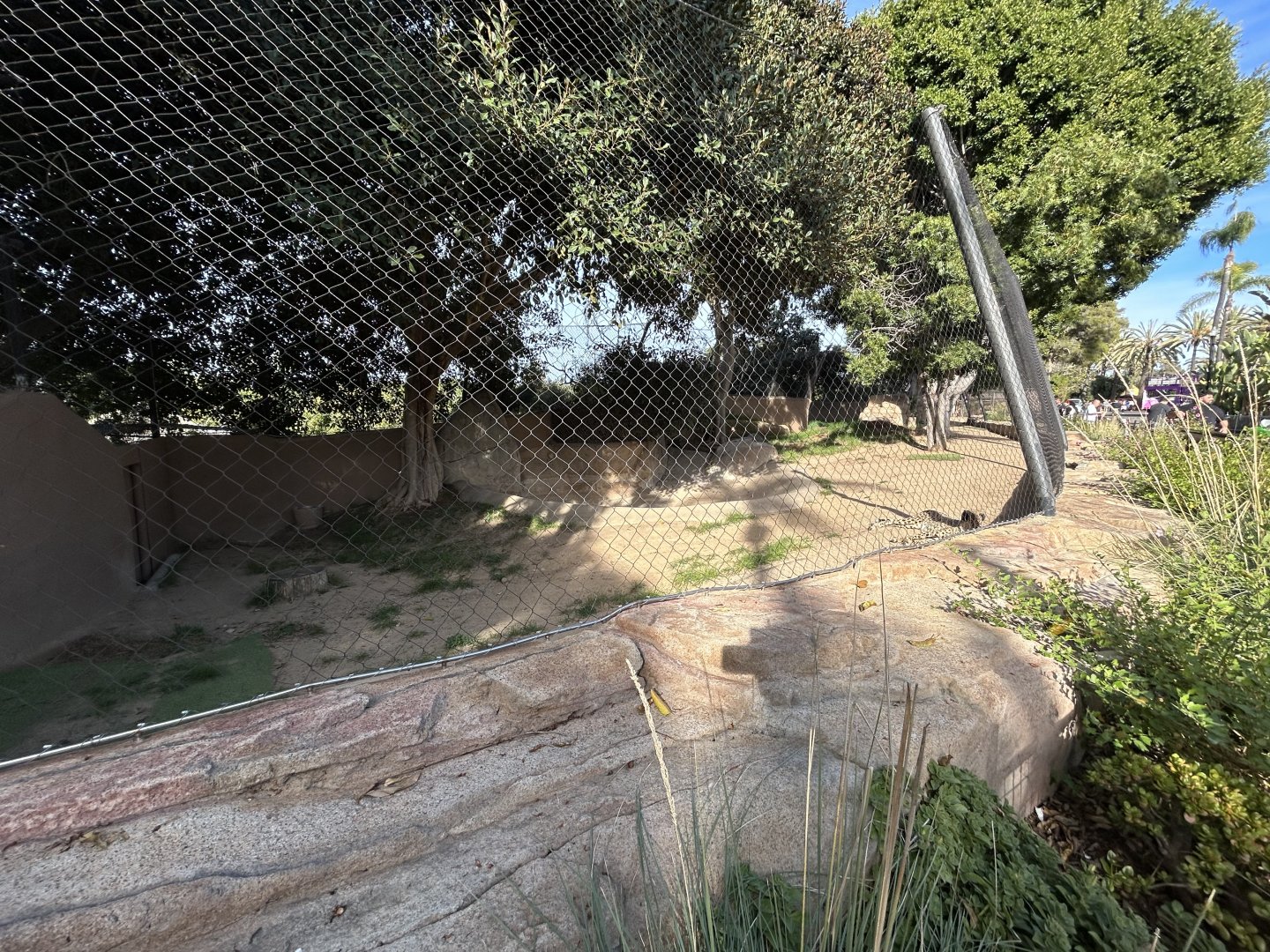 Cheetah & Domestic Dog Exhibit  - Urban Jungle