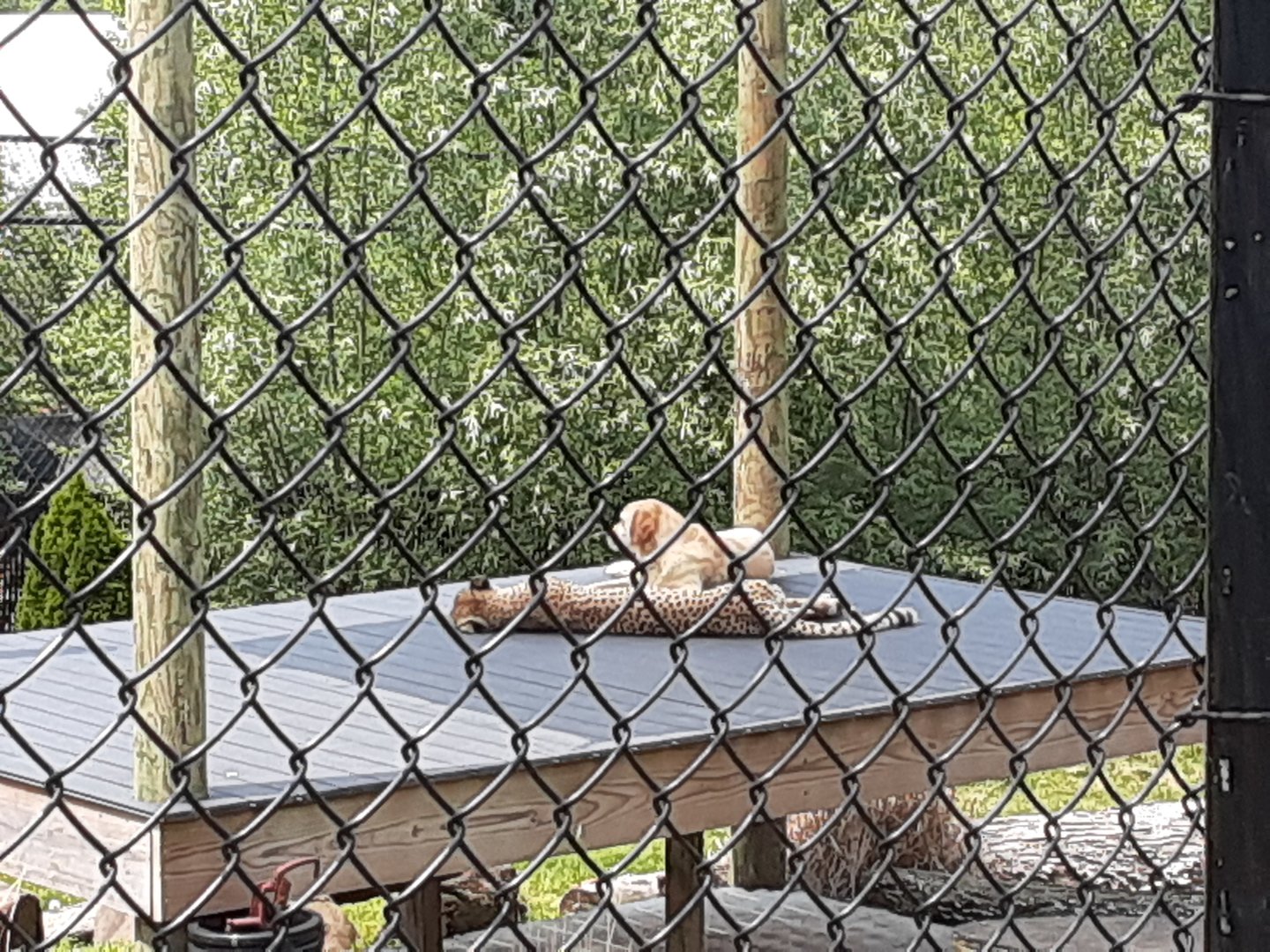 Cheetah/Domestic Dog