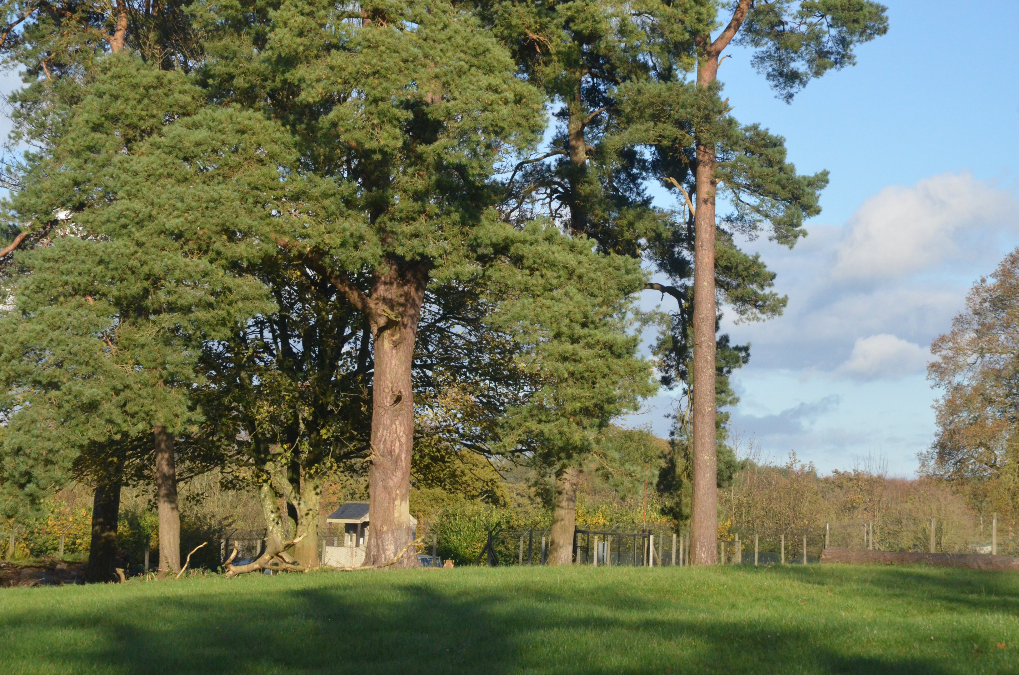 Cheetah Drive-through at Longleat, 03/11/19