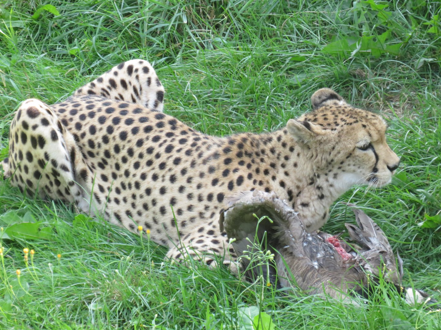 Cheetah eating a hunted goose