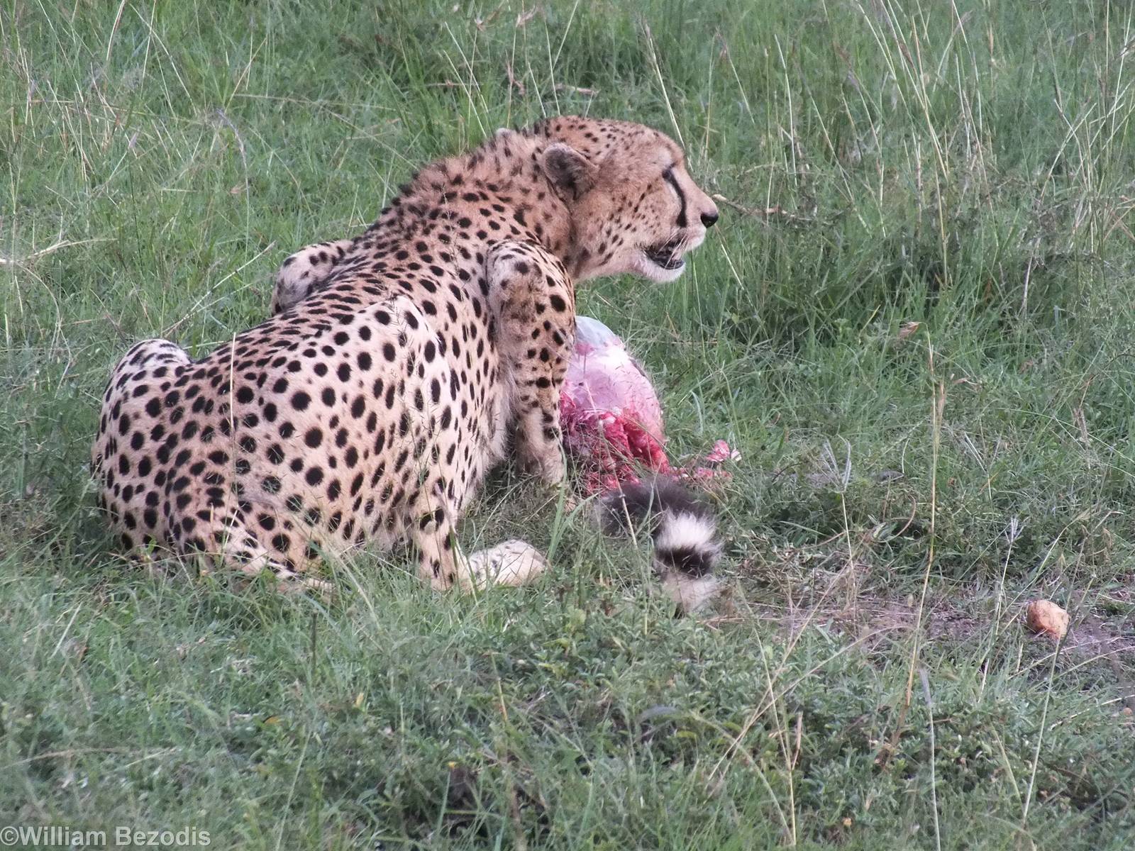Cheetah eating a Warthog - Maasai Mara