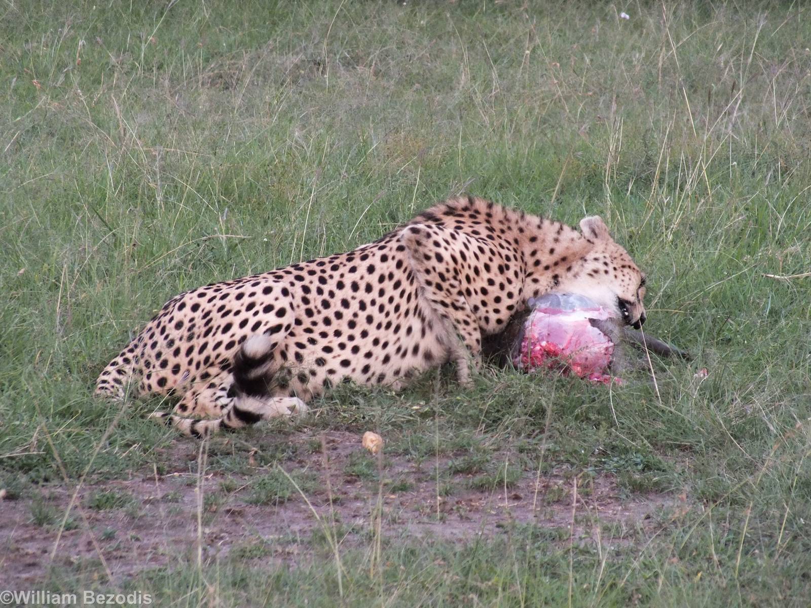 Cheetah Eating a Warthog - Maasai Mara