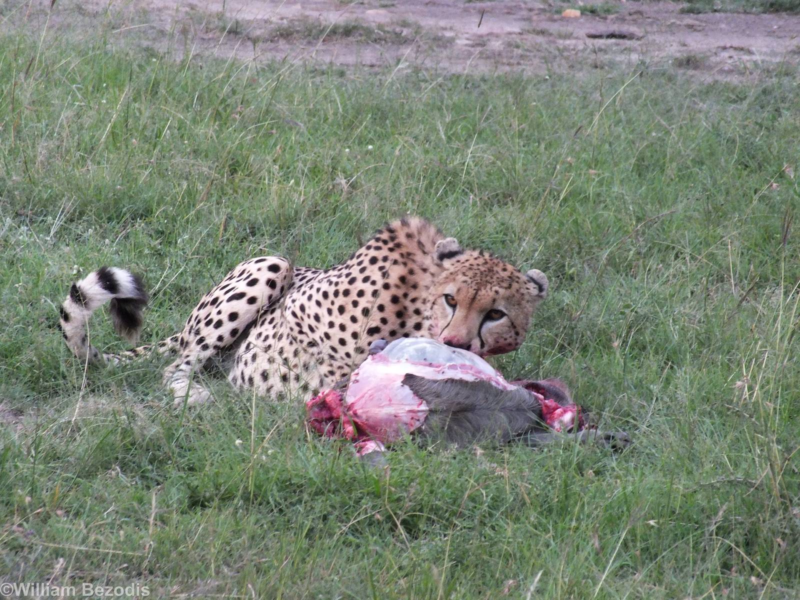Cheetah Eating a Warthog - Maasai Mara