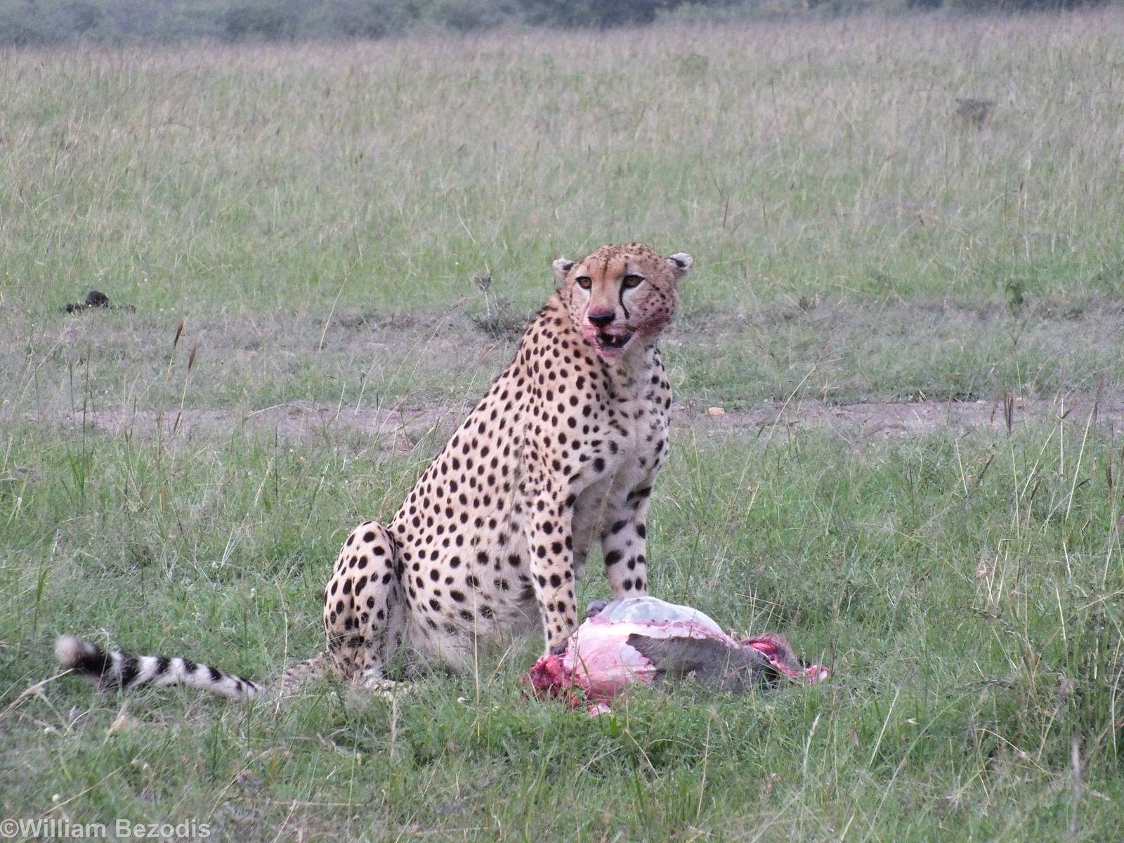 Cheetah Eating a Warthog - Maasai Mara