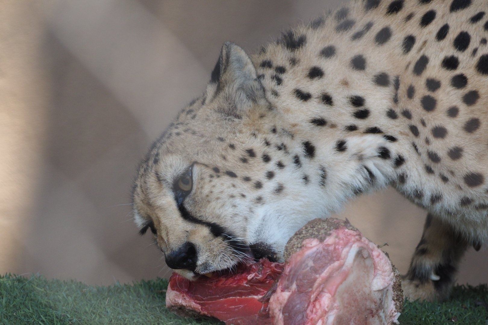 Cheetah eating