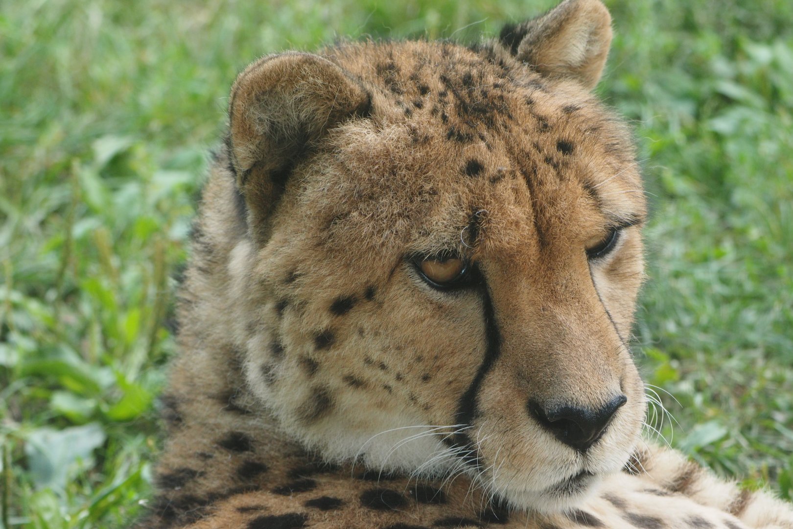 Cheetah "Emmett"