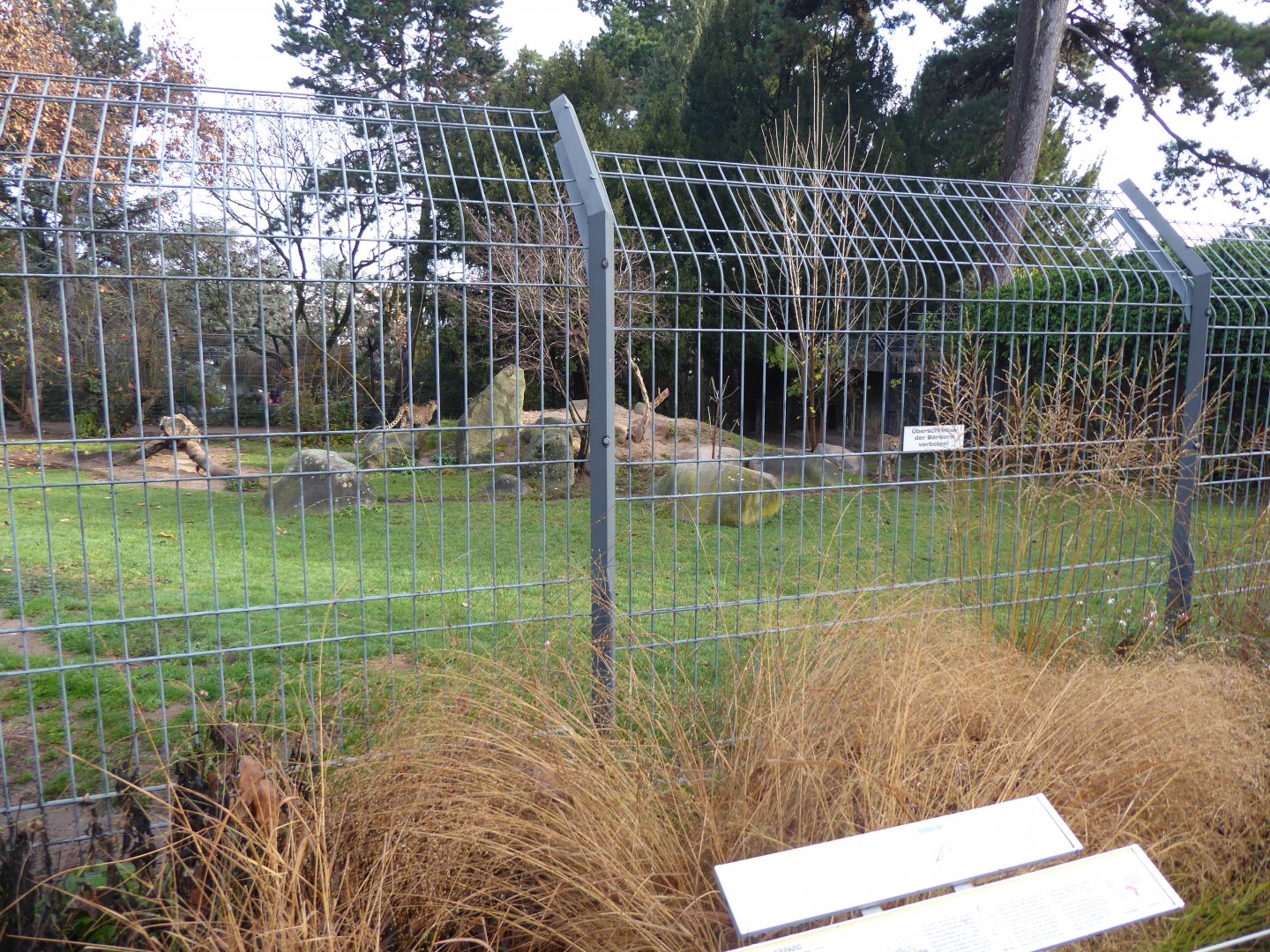 Cheetah enclosure 011218