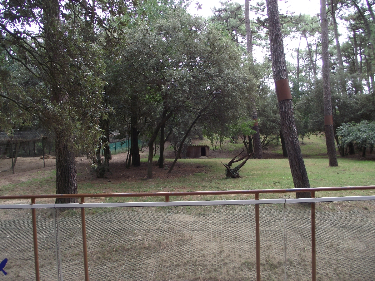 Cheetah Enclosure #1