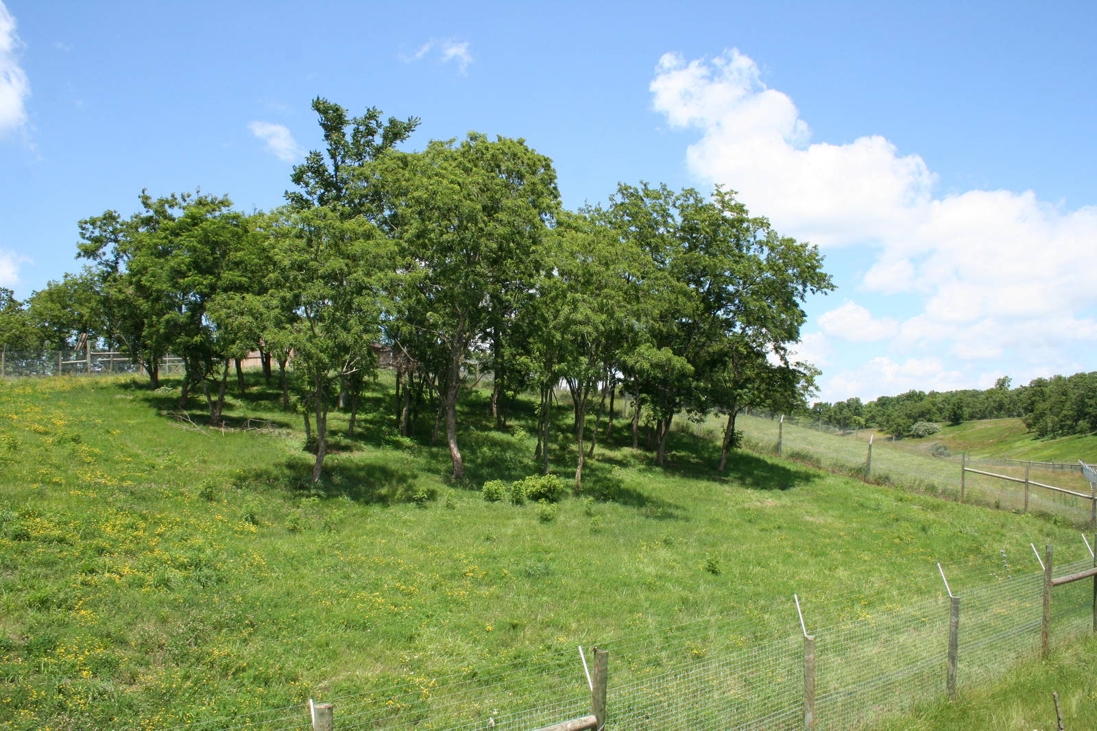 Cheetah Enclosure #1