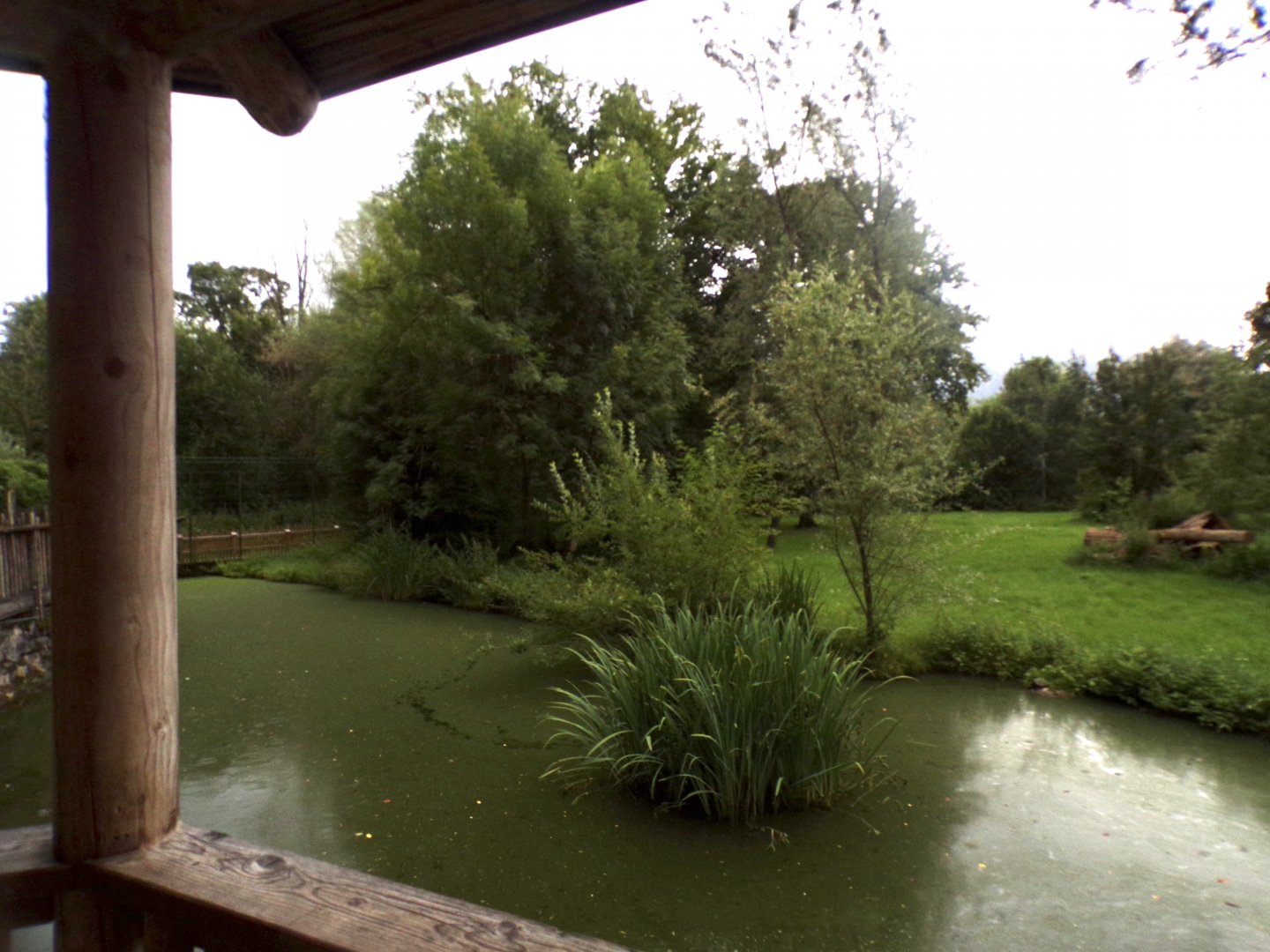 Cheetah enclosure 13.7.25