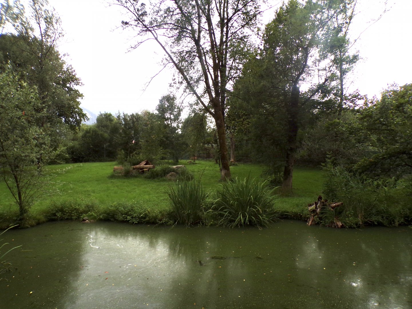 Cheetah enclosure 13.7.25