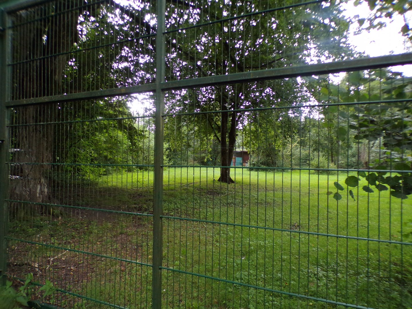 Cheetah enclosure 13.7.25