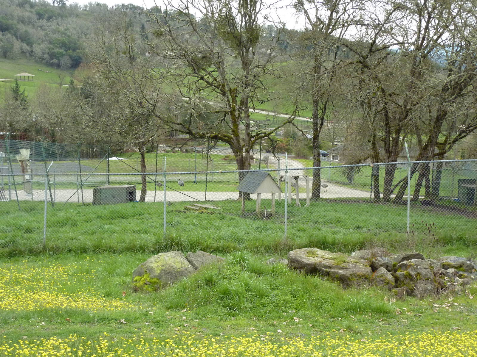 Cheetah Enclosure - 161 Cubs Have Been Born Here