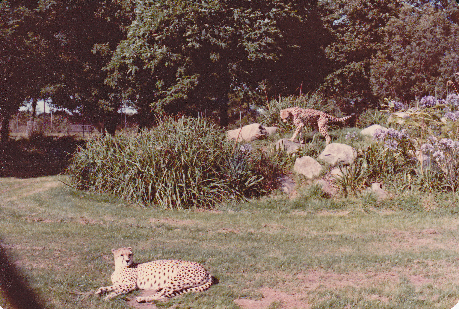 Cheetah enclosure - 1982