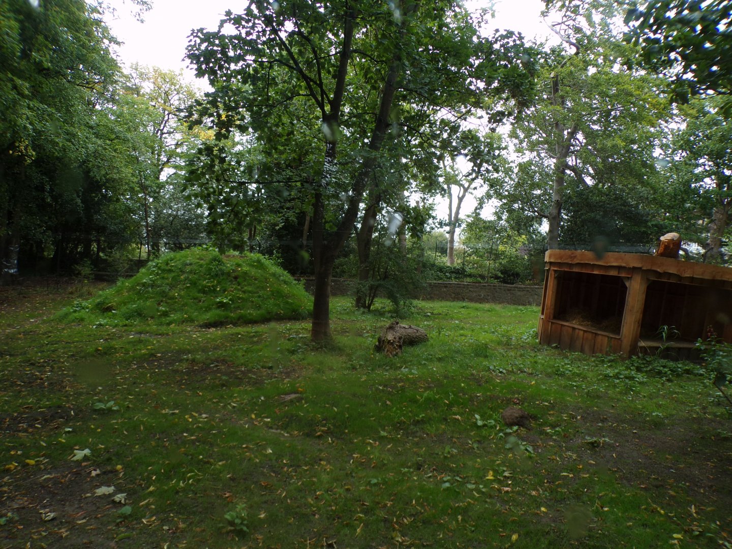 Cheetah enclosure 25.8.24