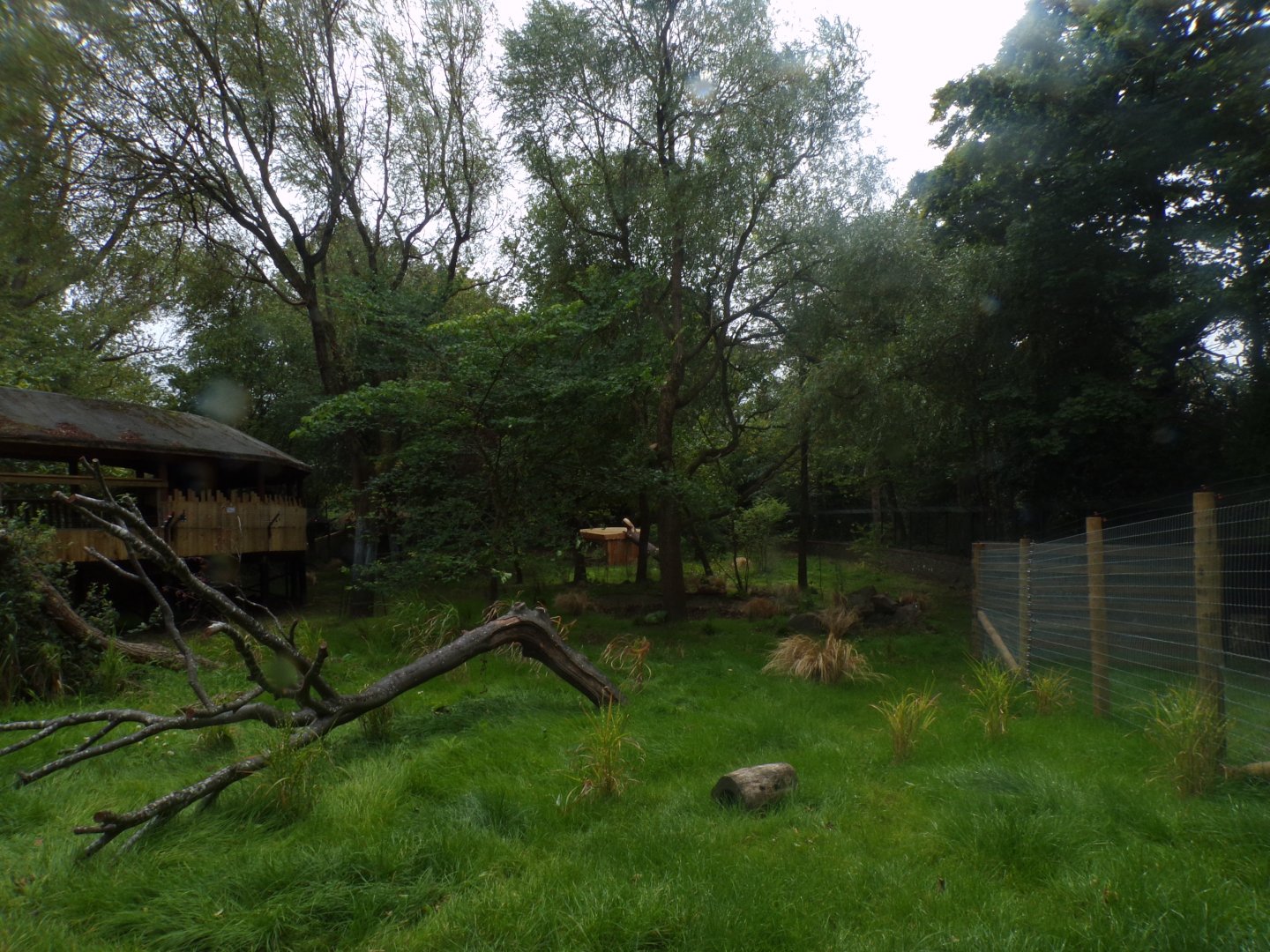 Cheetah enclosure 25.8.24