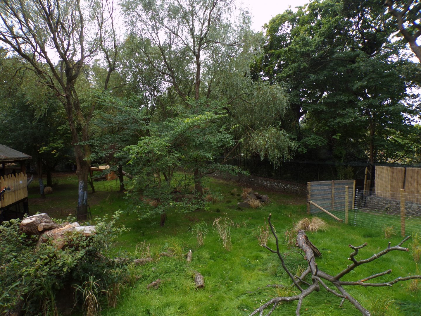 Cheetah enclosure 25.8.24