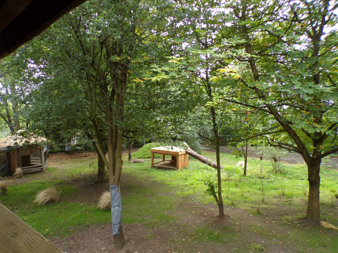 Cheetah enclosure 25.8.24